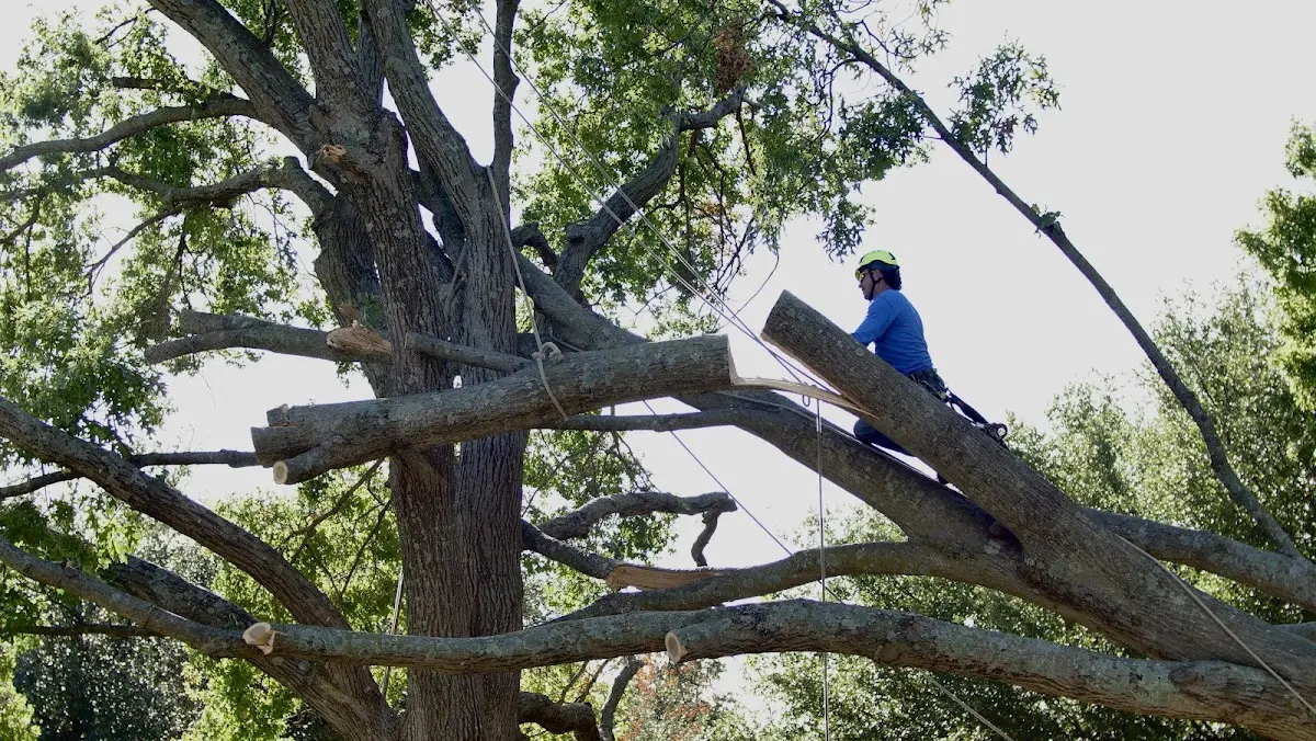 Professional Crown Thinning performed by certified arborists in Agar